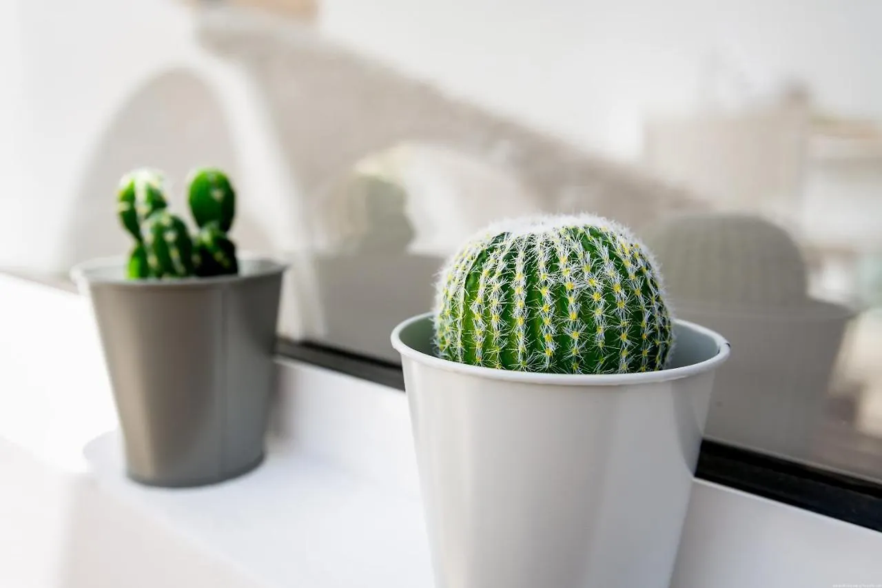 Cactus Apartment San Miguel de Abona Spanien